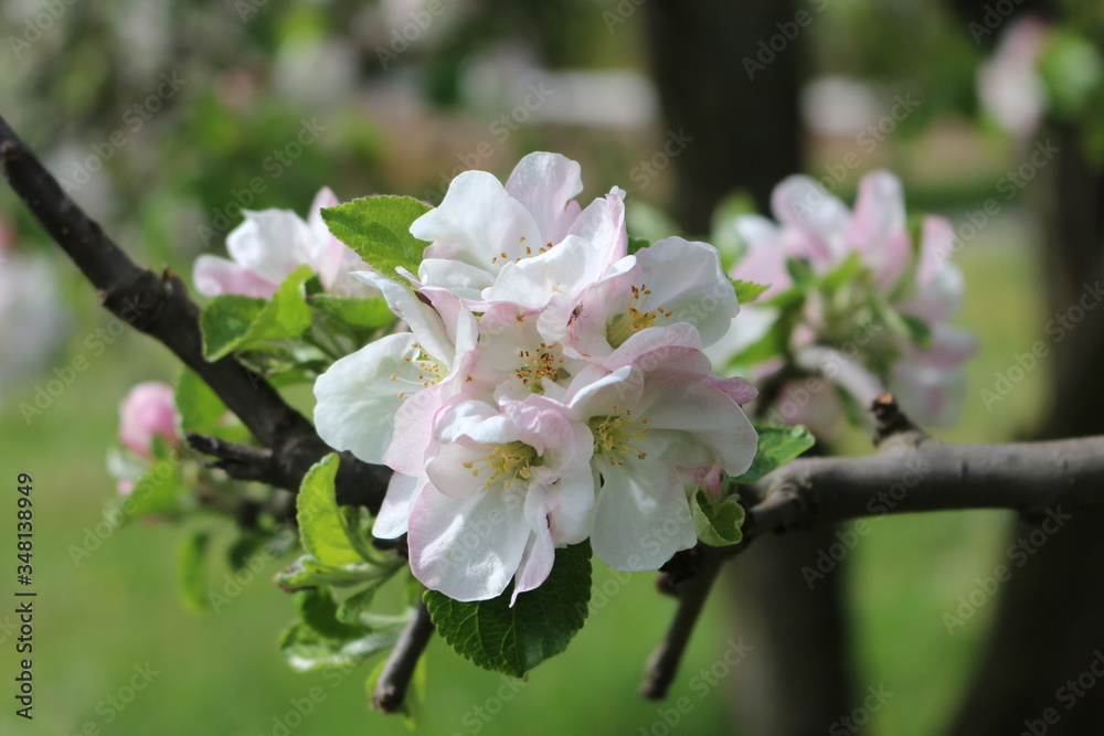 Tender pink flowers bloom on an apple tree in spring in the garden on a sunny day.
Tender pink flowers bloom on an apple tree in spring in the garden on a sunny day.