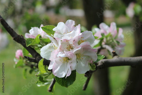 
Tender pink flowers bloom on an apple tree in spring in the garden on a sunny day.