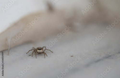 Jumping spider macro shot photographed on marble. Menemerus semilimbatus.