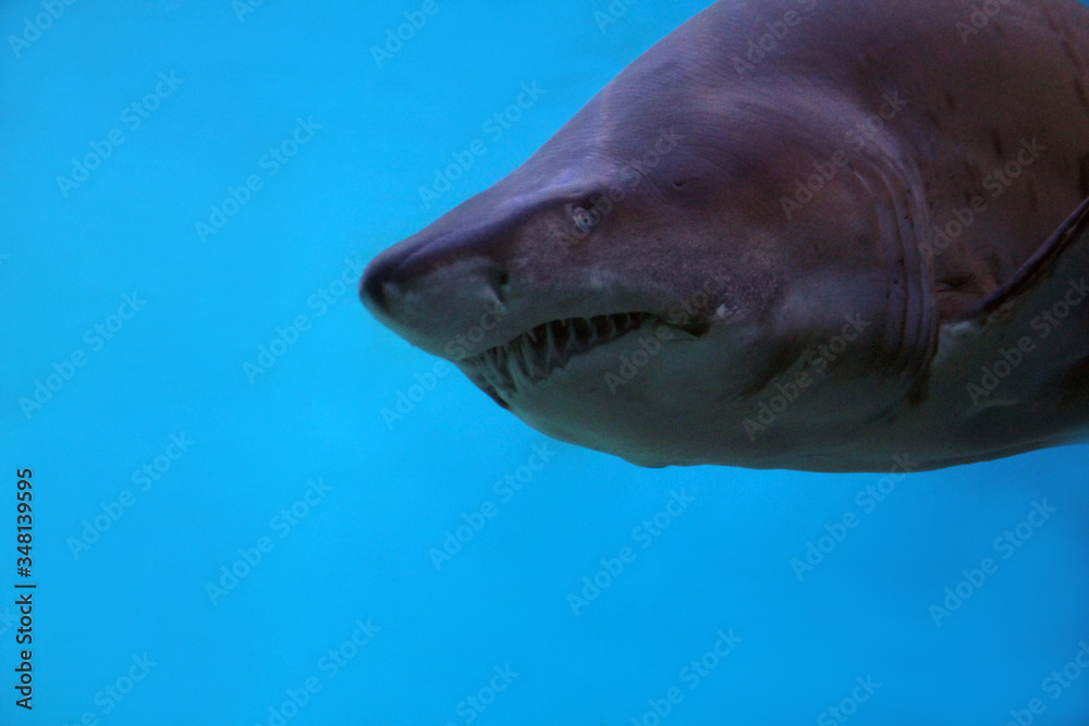 Naklejka premium Hai