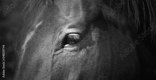 Close up of the eye of a brown horse, black and white