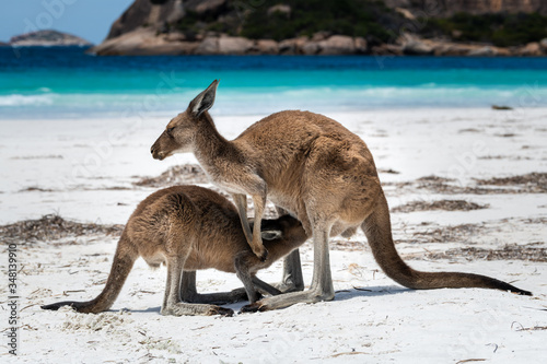 Baby joey kangaroo feeds from mother on the beach beside the surf at Lucky Bay, Cape Le Grand National Park, Esperance, Western Australia