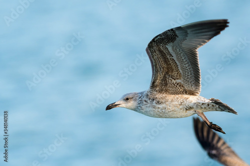 A yellow-legged gull  Larus michahellis  flying over the Mediterranean sea.