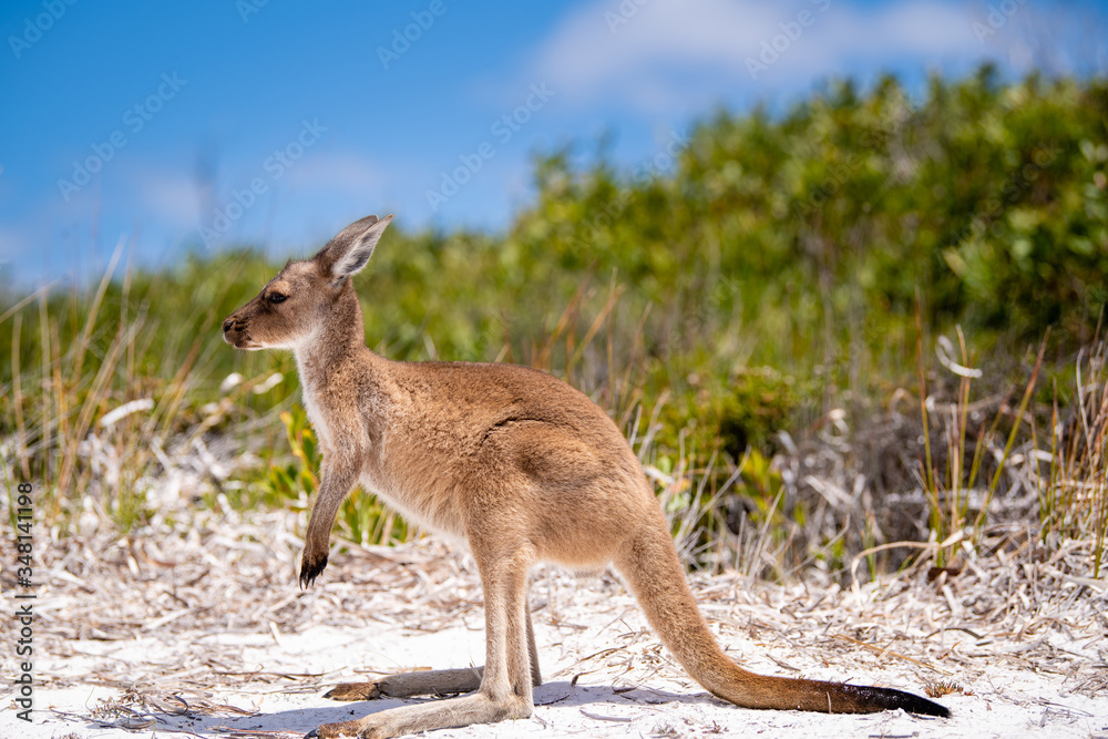 Baby joey kangaroo side on near the bush on the beach at Lucky Bay, Cape Le Grand National Park, Esperance, Western Australia Baby joey kangaroo side on near the bush on the beach at Lucky Bay, Cape Le Grand National Park, Esperance, Western Australia