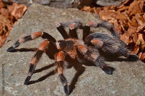 Brachypelma photo