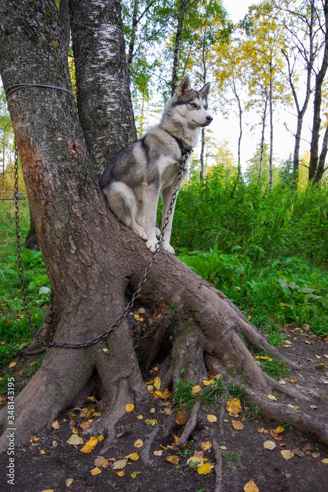portrait of dog of husky breed. The dog sits on a growing tree against the background of the forest andguards the house portrait of dog of husky breed. The dog sits on a growing tree against the background of the forest andguards the house