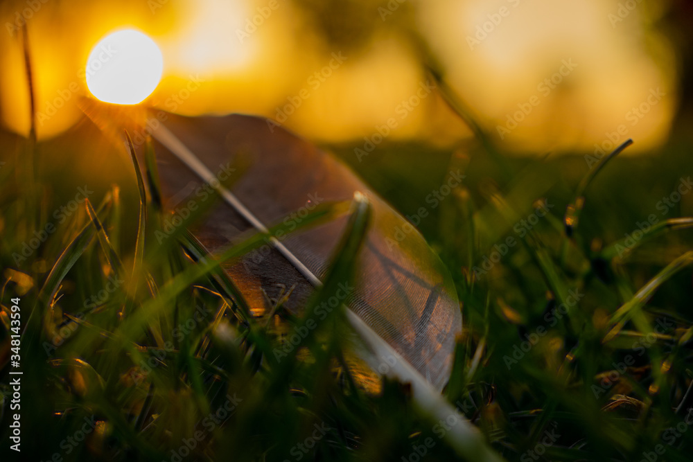 Grey feather laying on the grass in sunset, quill reflecting sunlight, lost pigeon aileron, isolated feather, golden hour sunlight Grey feather laying on the grass in sunset, quill reflecting sunlight, lost pigeon aileron, isolated feather, golden hour sunlight