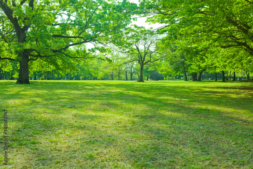 Park tree