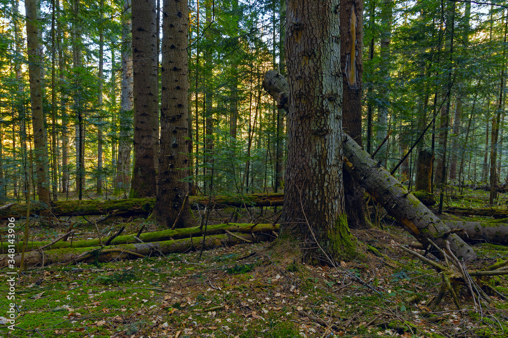 Obraz premium Fir tree forest with moss and green forest vegetation. Natural coniferous forest of the Carpathians. Fir forest in the Carpathians. European silver fir forest. 