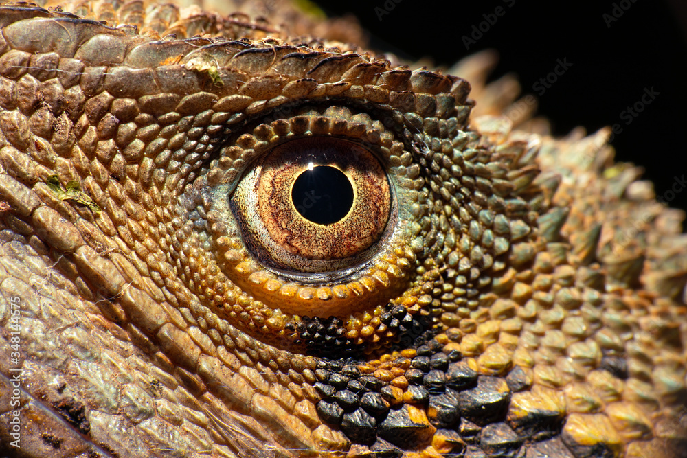 Fototapeta premium Eastern Water Dragon also known as Intellagama lesueurii.