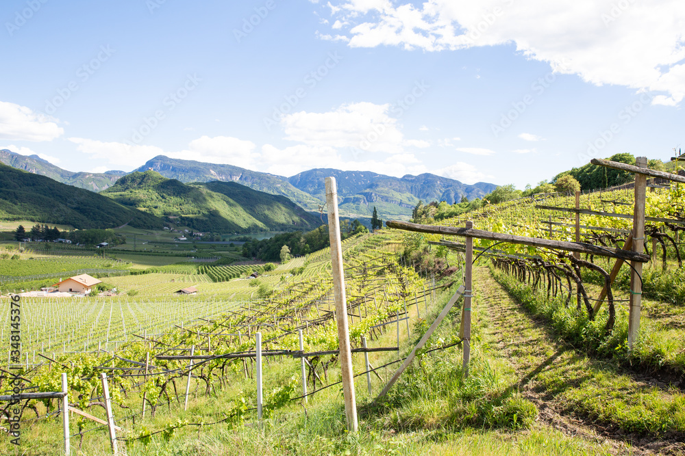 Fototapeta premium vineyard in tuscany italy