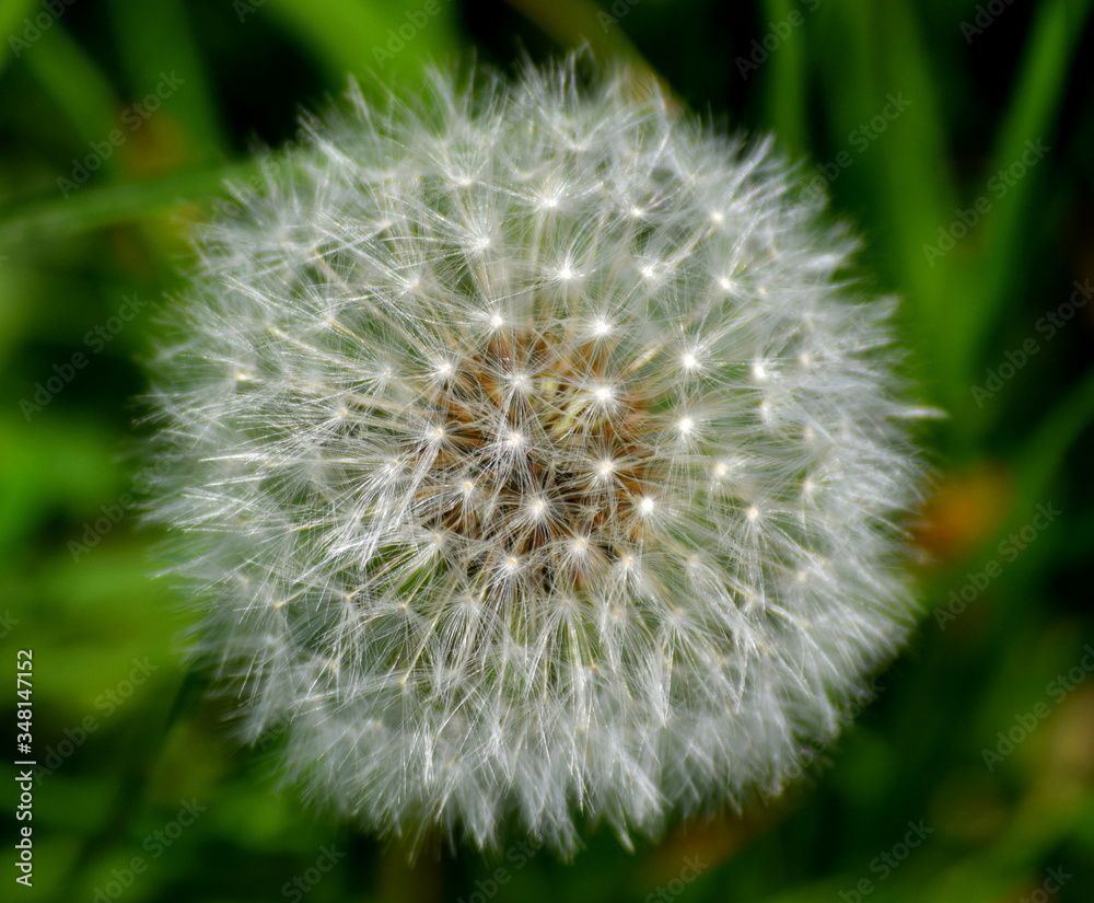 Fototapeta premium Dandelion