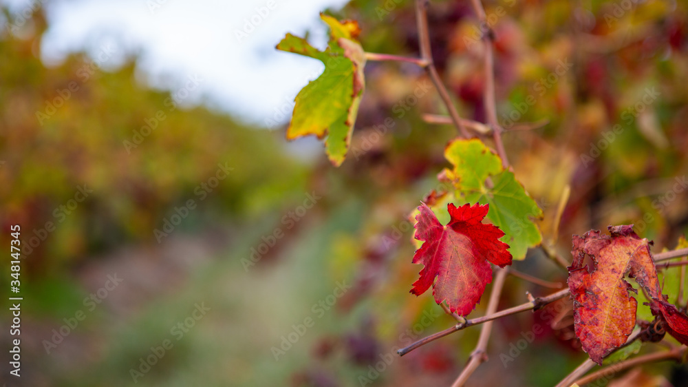 The colors of Autumn Fall changing in the vineyards on the Fleurieu Peninsula South Australia on 29th April 2020 The colors of Autumn Fall changing in the vineyards on the Fleurieu Peninsula South Australia on 29th April 2020