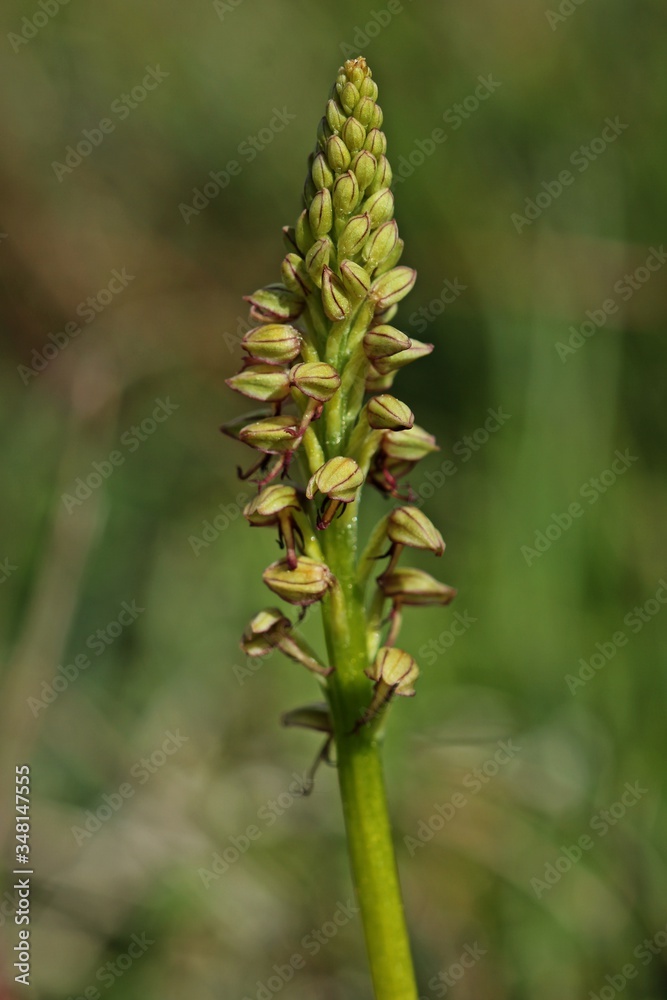Ohnhorn (Aceras anthropophorum). Ohnhorn (Aceras anthropophorum).