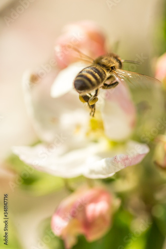 Blossoming apple tree garden in spring with bee © Mircea Rosca