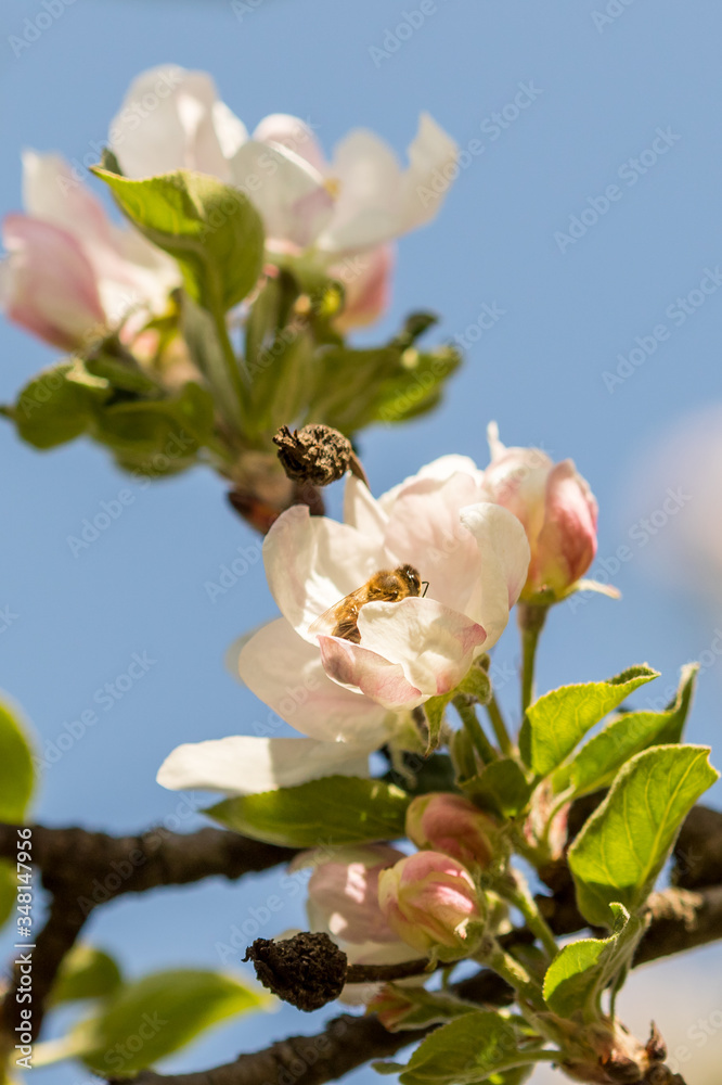 Obraz premium Blossoming apple tree garden in spring with bee