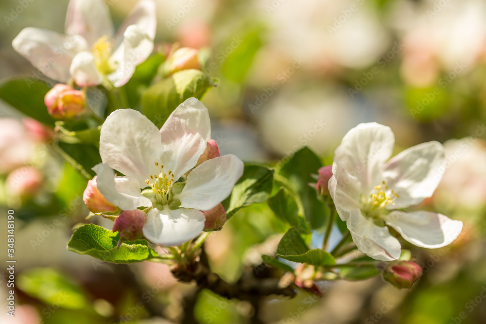 Blossoming apple tree garden in spring close up Blossoming apple tree garden in spring close up