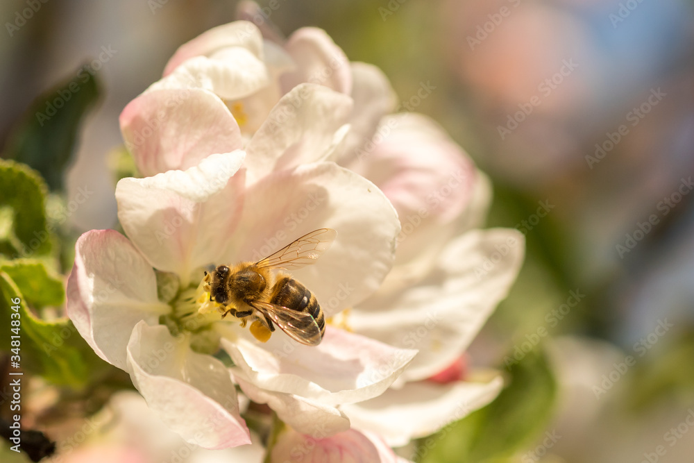 Blossoming apple tree garden in spring with bee Blossoming apple tree garden in spring with bee