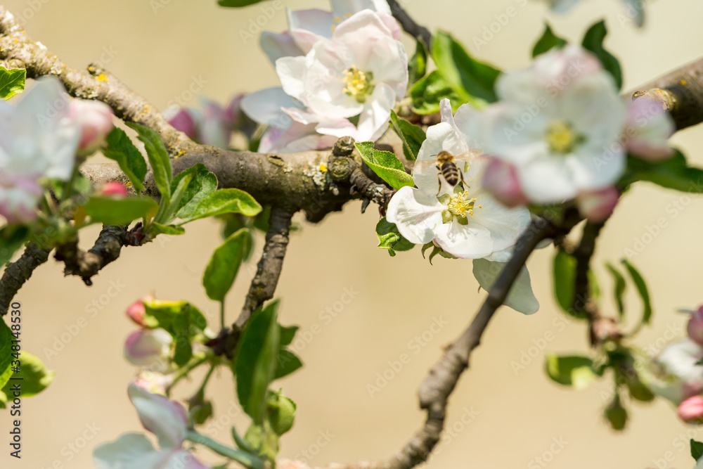 Fototapeta premium Blossoming apple tree garden in spring with bee