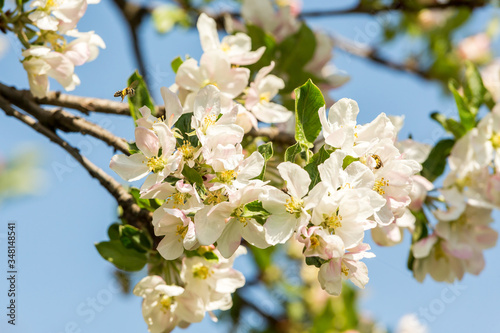 Blossoming apple tree garden in spring with bee