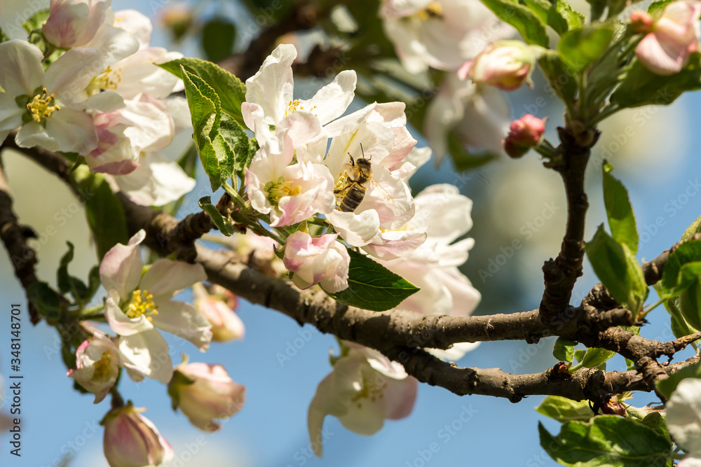 Blossoming apple tree garden in spring with bee Blossoming apple tree garden in spring with bee