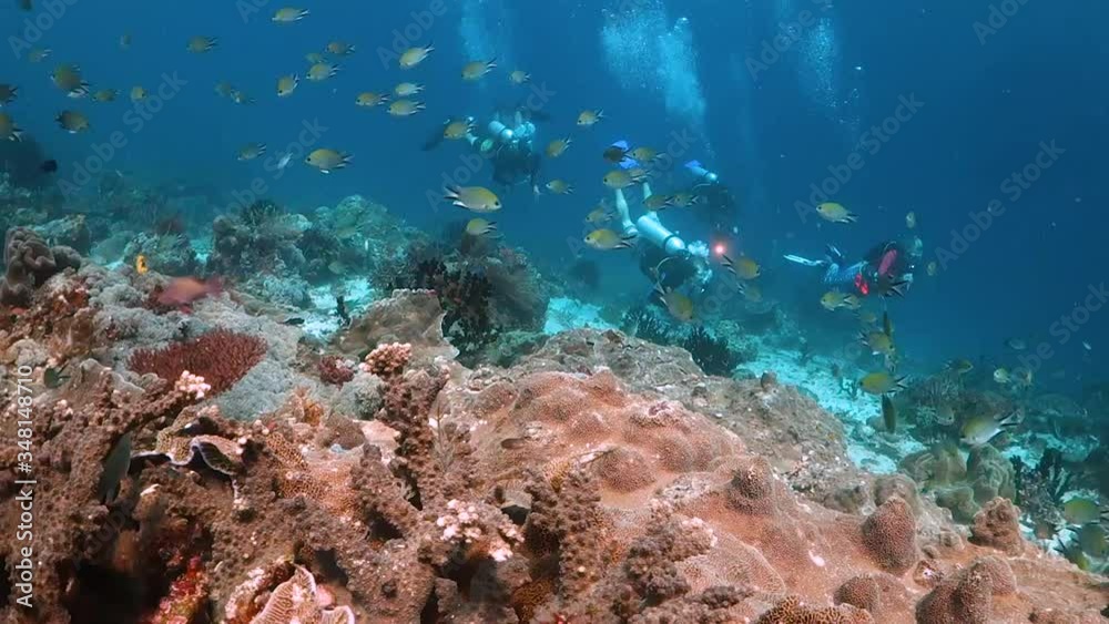 Divers swimming over coral