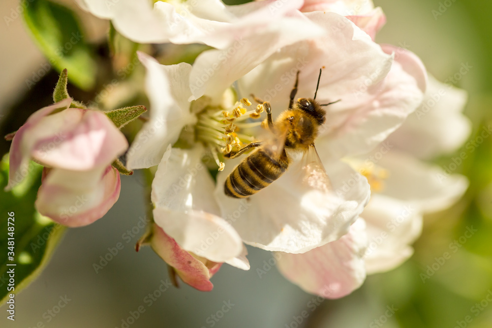 Blossoming apple tree garden in spring with bee Blossoming apple tree garden in spring with bee