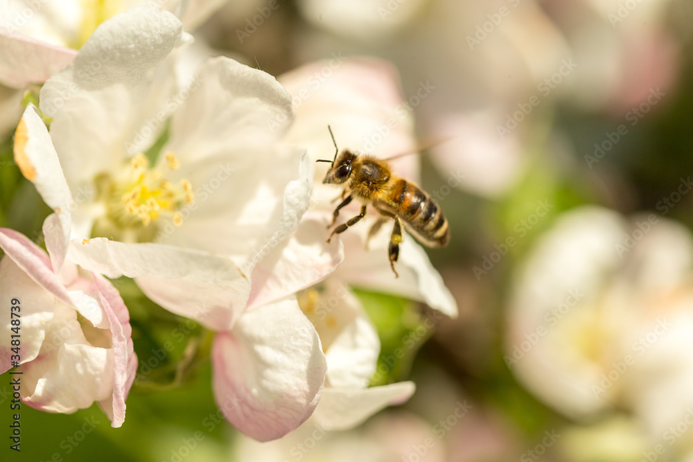 Blossoming apple tree garden in spring with bee Blossoming apple tree garden in spring with bee