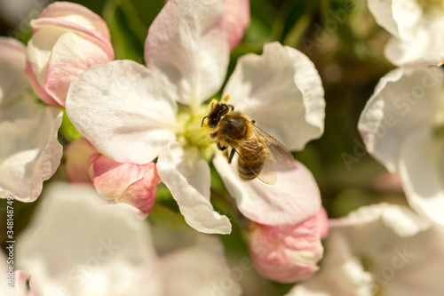 Blossoming apple tree garden in spring with bee