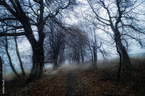 misty and dark path in autumn