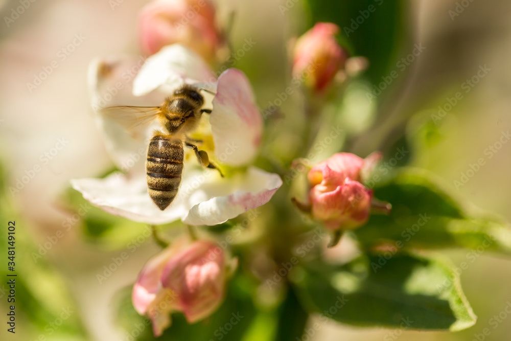 Blossoming apple tree garden in spring with bee Blossoming apple tree garden in spring with bee