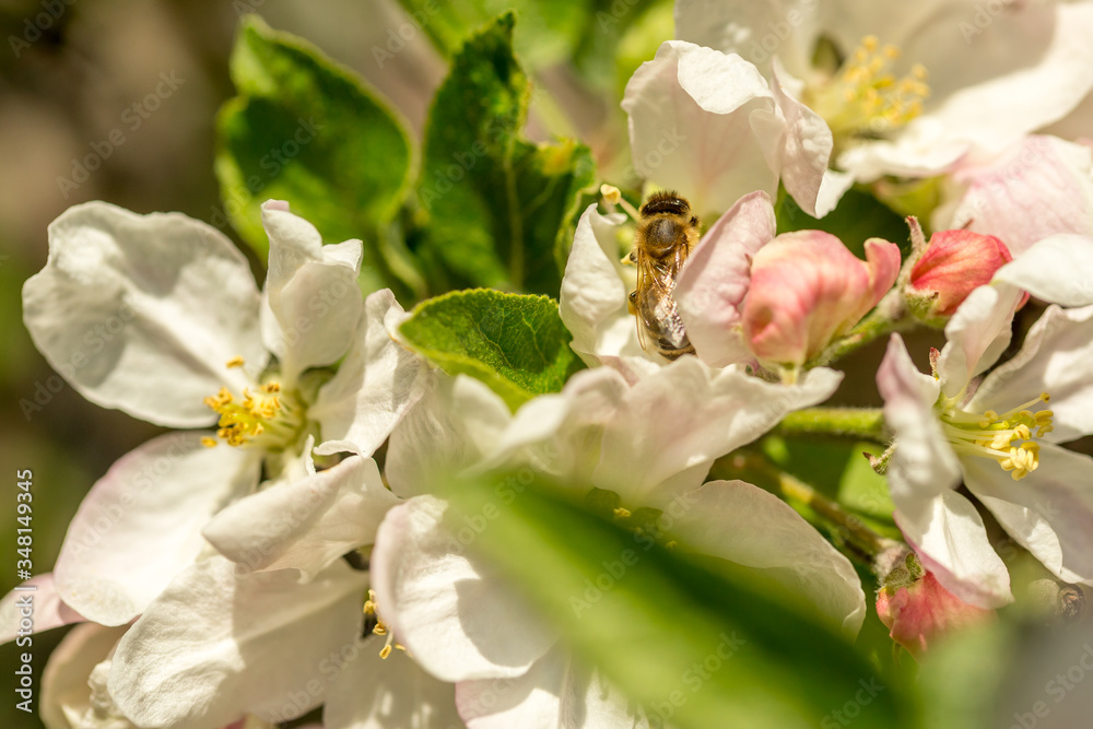 Blossoming apple tree garden in spring with bee Blossoming apple tree garden in spring with bee