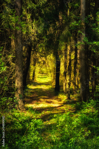 deserted abandoned road deep into the dense magical summer forest lit by sunlight