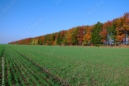 Green Wheat Field with Autumn Trees and Blue Sky in the Background