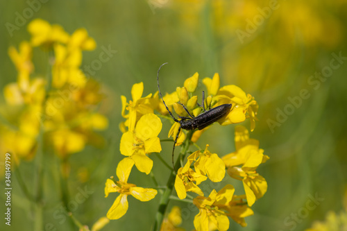 black beetle on a flower