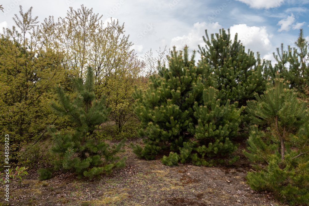 Young coniferous-deciduous forest in Europe Young coniferous-deciduous forest in Europe