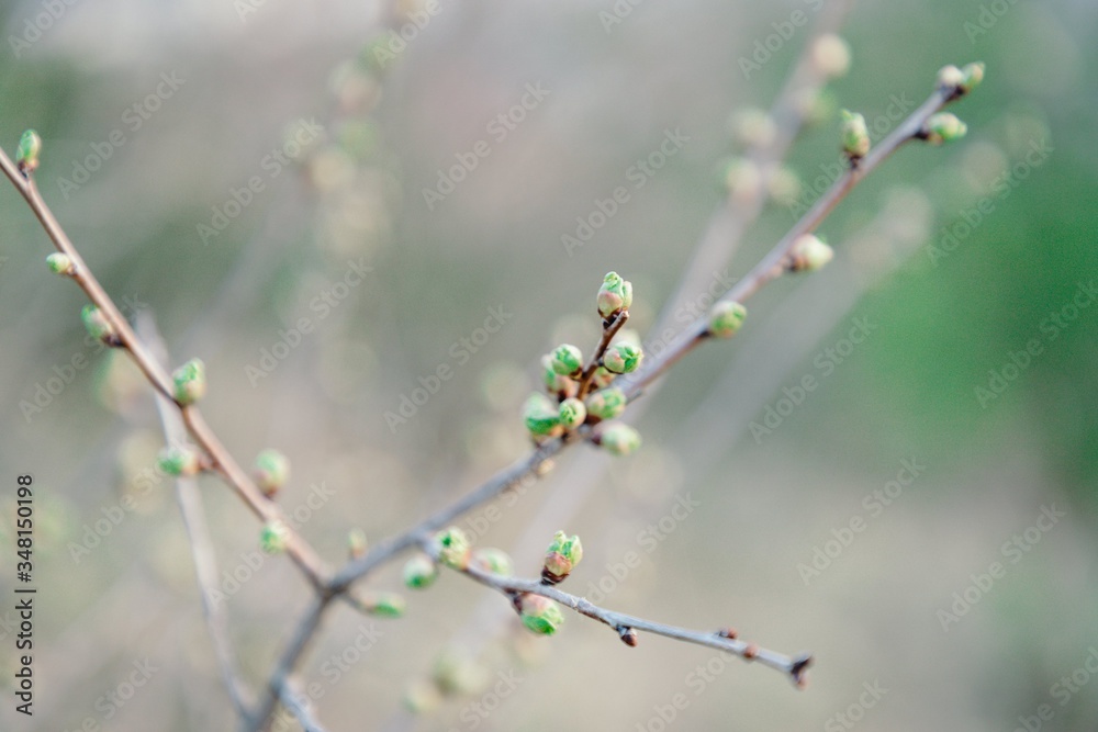 Spring blurred background. Spring young leaves on tree branches Spring blurred background. Spring young leaves on tree branches
