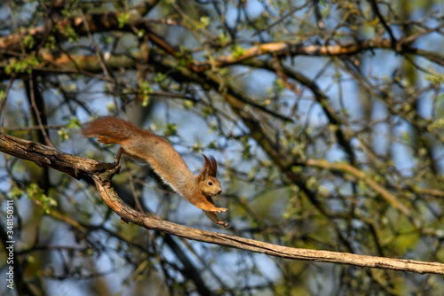 Маленькая рыжая белка бегает по веткам деревьев в лесу весной. A small red squirrel runs along the branches of trees in the forest in spring.