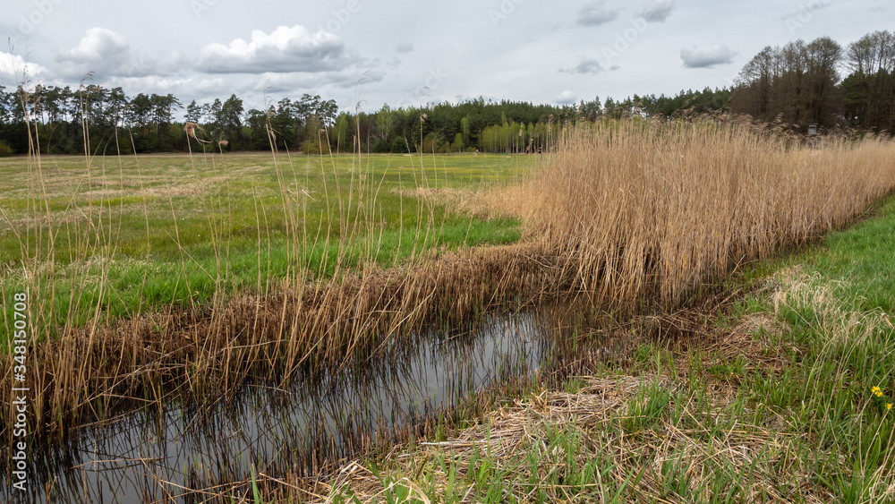 A narrow irrigation canal in the middle of a green field and last year's bulrush. Spring A narrow irrigation canal in the middle of a green field and last year's bulrush. Spring