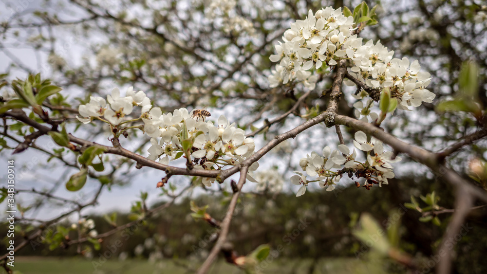 A blossoming branch of a wild apple tree and a bee collecting nectar from white flowers A blossoming branch of a wild apple tree and a bee collecting nectar from white flowers