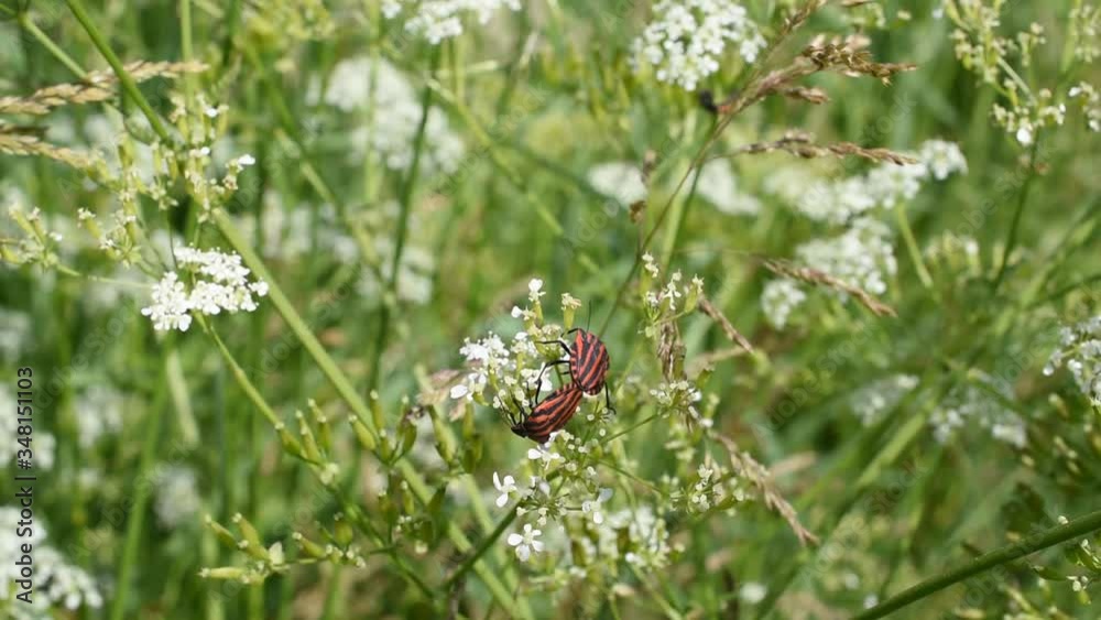 Closeup of a pair of striped bugs (graphosoma lineatum) on the white flowers of ground elder Closeup of a pair of striped bugs (graphosoma lineatum) on the white flowers of ground elder