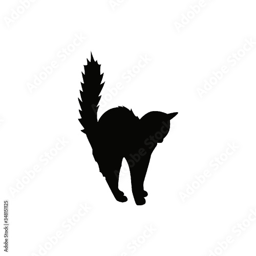 Black cat