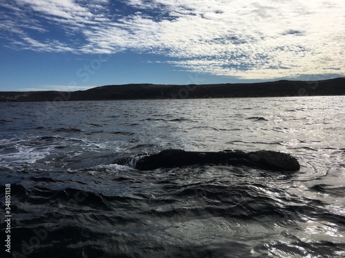 Südlicher Glattwaal bei der Halbinsel Valdés in Patagonien, Argentinien