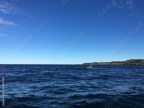 Südlicher Glattwaal bei der Halbinsel Valdés in Patagonien, Argentinien
