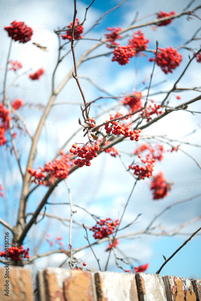 Red ripe viburnum berries on the bunch in the garden. Selective focus. Red ripe viburnum berries on the bunch in the garden. Selective focus.