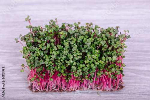 microgreens sprouted radish Red Coral