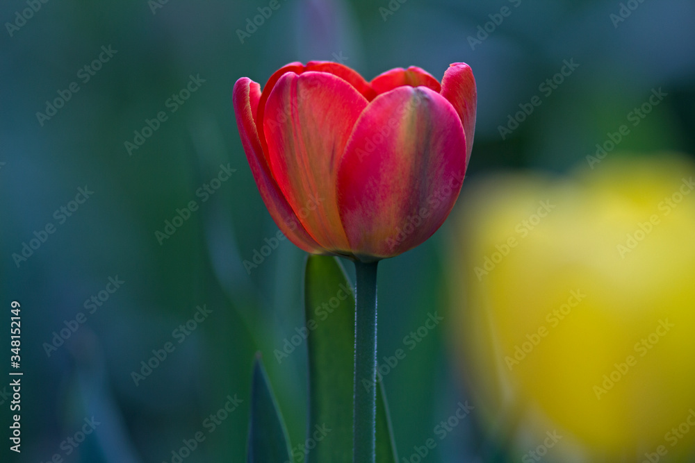Naklejka premium red tulip on green-yellow background