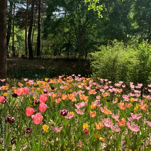 Fototapeta Naklejka Na Ścianę i Meble -  garden with tulips