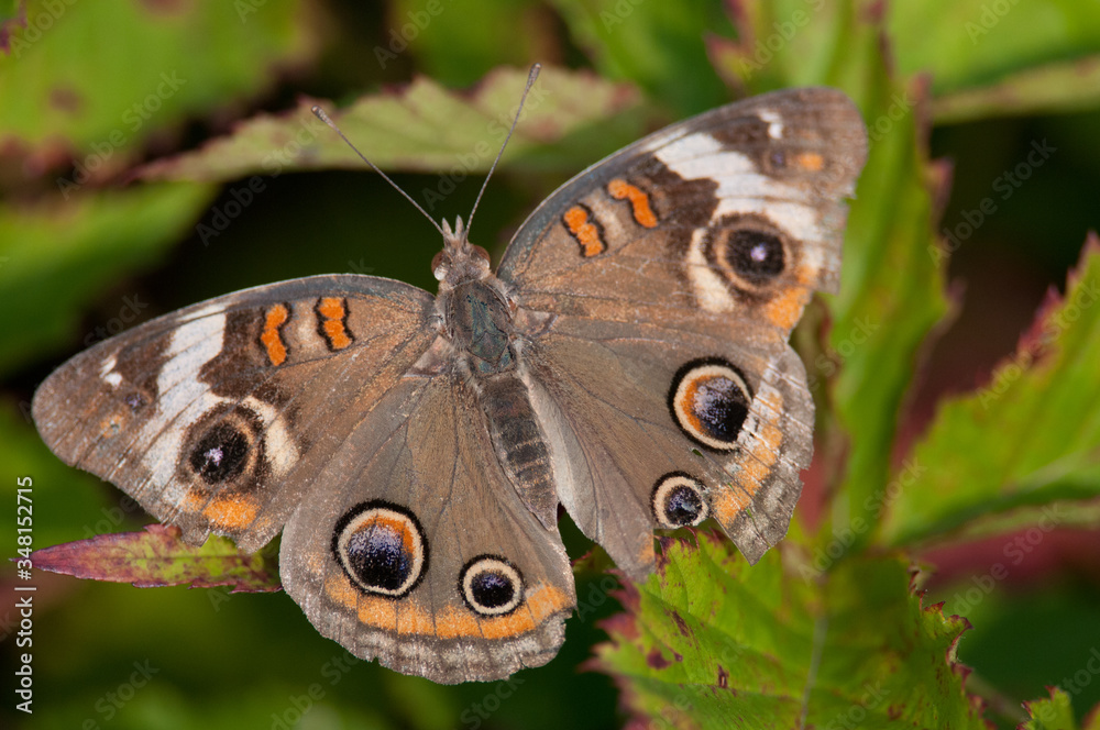 Common Buckeye
