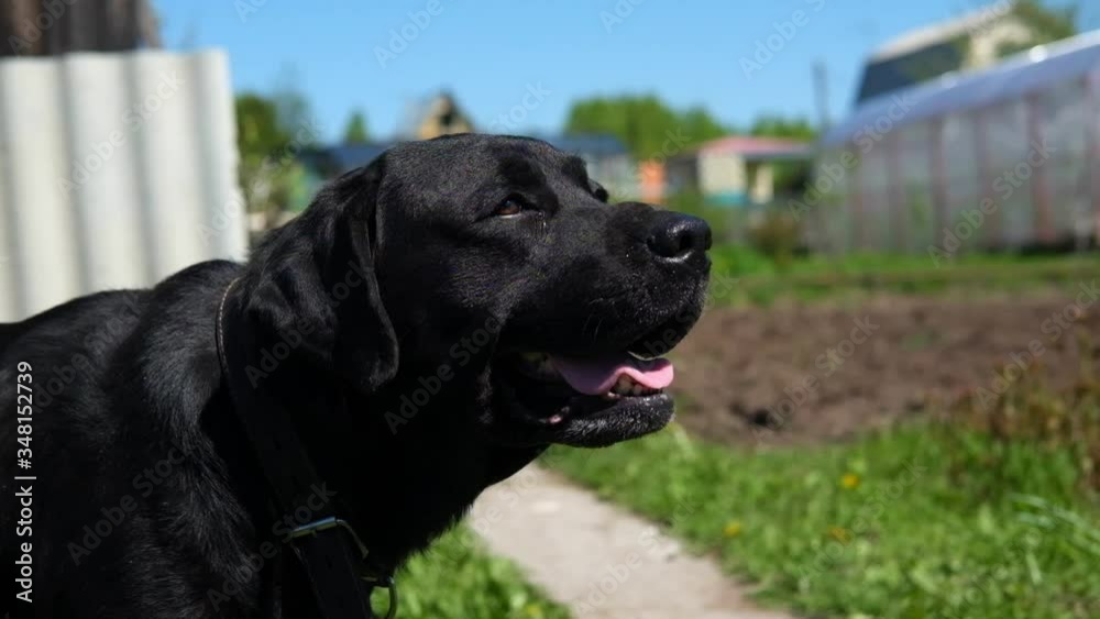 Black Labrador panting in the sun on the grass. Black Labrador panting in the sun on the grass.